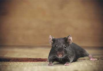 Rodent Proofing | Attic Cleaning Alameda, CA