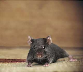 Rodent Proofing Service | Attic Cleaning Alameda, CA